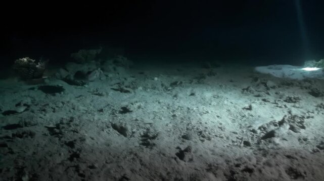 An octopus, a fascinating creature of the ocean, hunts gracefully on the ocean floor, utilizing its impressive camouflaging abilities to seamlessly blend into the sandy environment, evading predators