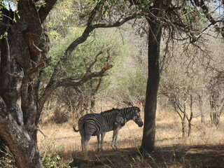 zebra in the savannah