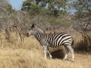 Obraz premium zebras in the savannah