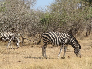 zebras and zebra