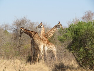 giraffe in the savannah