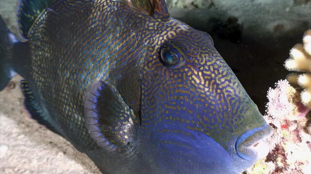 A vibrant triggerfish swims gracefully over a sandy bottom, illuminated by moonlight, showcasing its intricate patterns and colors in the serene underwater world.