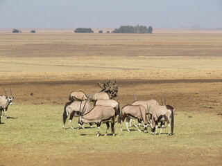 herd of wildebeest
