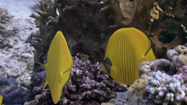 Brightly colored butterflyfish glide gracefully through the clear waters of the Red Sea, showcasing their striking patterns amidst a beautiful coral reef teeming with marine life.