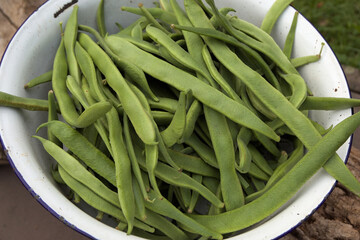 Green freshly picked beans in a white tin bowl in the garden with bokeh background.