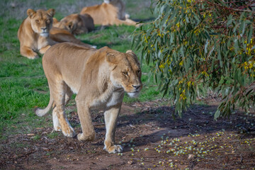 A lioness walks calmly on the green grass, wildlife photo