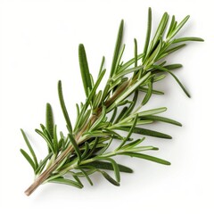 Fototapeta premium 3D Rosemary Leaves as Design Element