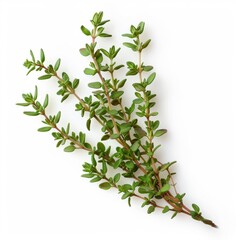 3D Thyme Leaves Herb