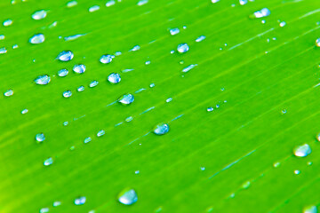 Morning dew on green banana leaves