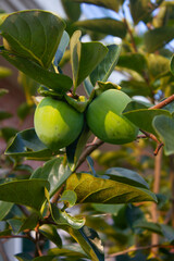 This is a persimmon tree with unripe fruit.