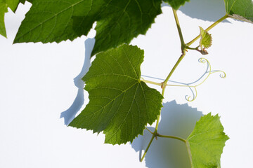 Grape leaves on a white background.