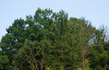 
These are green trees in summer.