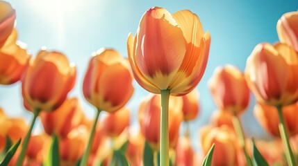 Beautiful orange spring tulip flowers in full bloom with blue sky in background 