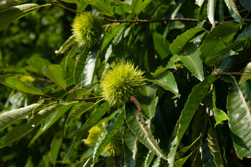 green Chestnut bur in forest