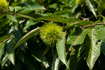 green Chestnut bur in forest