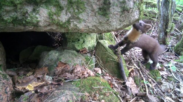 Young European pine marten (Martes martes) looking under a large rock, hoping to find mice there. Saaremaa, Estonia.