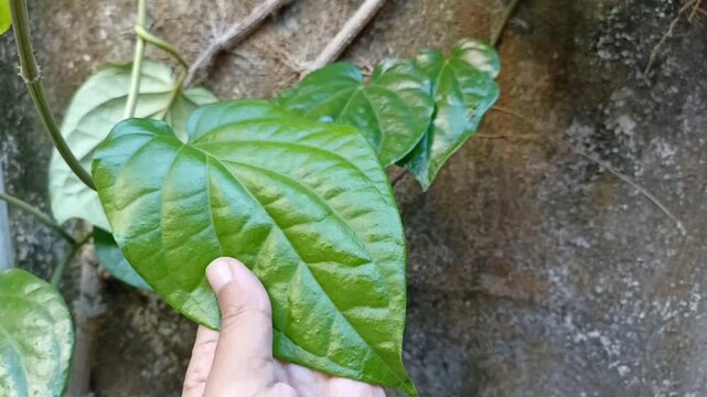 Hand's touching betel leaf that grows and creeping on the wall. Fresh Piper betel leaves  also known as Vettalai, "daun sirih" in the garden. Motion.