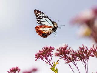 アサギマダラの飛翔