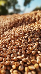Obraz premium A close-up of a large pile of wheat grains in natural sunlight, ideal for agricultural and food industry concepts.