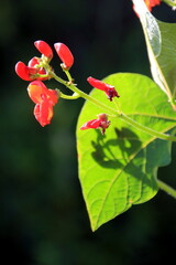 Blossom red bean garden with stem and leaves on a sunny day. Beautiful red scarlet flowers of Runner Bean plant (Phaseolus coccineus 'Enorma')