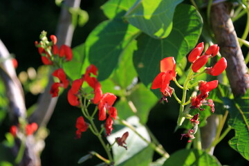 Blossom red bean garden with stem and leaves on a sunny day. Beautiful red scarlet flowers of Runner Bean plant (Phaseolus coccineus 'Enorma')
