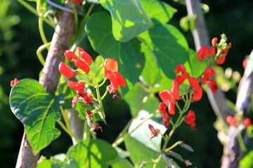 Blossom red bean garden with stem and leaves on a sunny day. Beautiful red scarlet flowers of Runner Bean plant (Phaseolus coccineus 'Enorma')