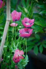 Fototapeta premium pink poppy flower