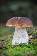 Portrait of beautiful edible Boletus edulis mushroom known as cep, porcini or penny bun in moss