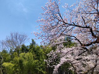 満開の桜と青空