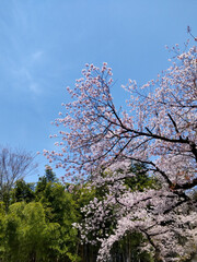 満開の桜と青空