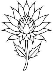 Eryngium flower line art