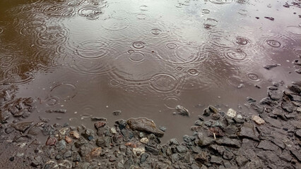 Circles on the water. Circles in a puddle from raindrops. Raindrops are dripping into a puddle. The...