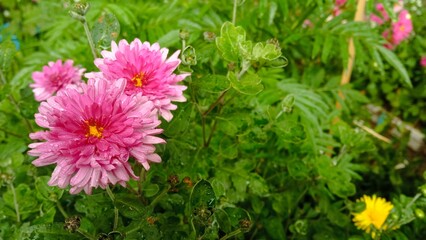 A pink aster grows in the garden. Flowers of the Asteraceae family. A background for a postcard, a...