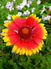 Gaillardia Pulchella. The Asteraceae family. There's rain on the petals of a flower.. The background for the postcard. Orange flowers after the rain.