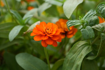 Orange flowers, green leaves for background image