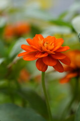 Orange flowers, green leaves for background image