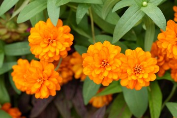 Orange flowers, green leaves for background image
