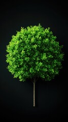 A vibrant green tree with a full canopy, set against a dark background, perfect for nature themes and eco-friendly projects.