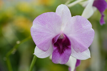 Purple orchid flower for background image