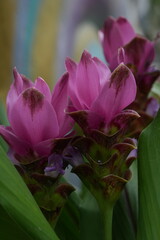 Purple orchid flower for background image