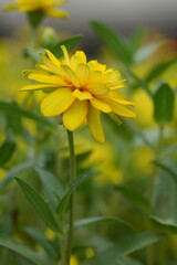 Yellow flowers green leaves for background image
