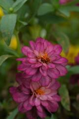 Dark pink flowers, green leaves for background image