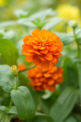 Orange flowers, green leaves for background image