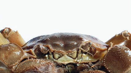Chinese Shanghai mitten crab or Hairy Crab or Horsehair Crab, uncooked chilled fridge, Freshwater, Autumn delicacy seasonal seafood, Isolated close up shot in white background