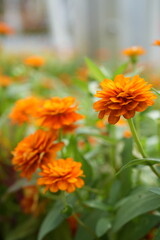Fototapeta premium Orange flowers, green leaves for background image