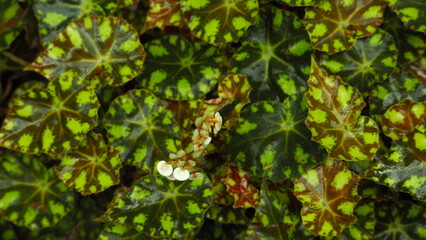 Full screen of heart shaped green leaves with marks of Begonia bowerae (eyelash begonia), with a small white flower on top of the leaf