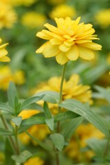 Yellow flowers green leaves for background image