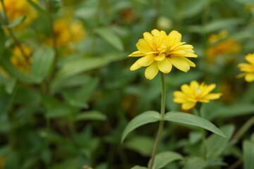 Yellow flowers green leaves for background image