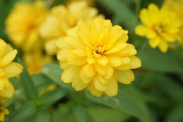Fototapeta premium Yellow flowers green leaves for background image
