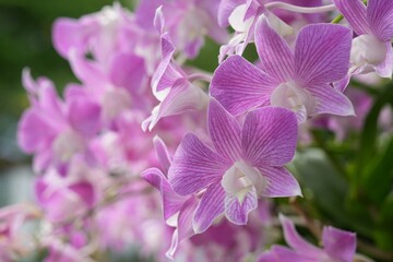 Purple orchid flower for background image